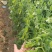 荷兰豆大量有货基地直供品质优现摘现发可视频看货热卖中