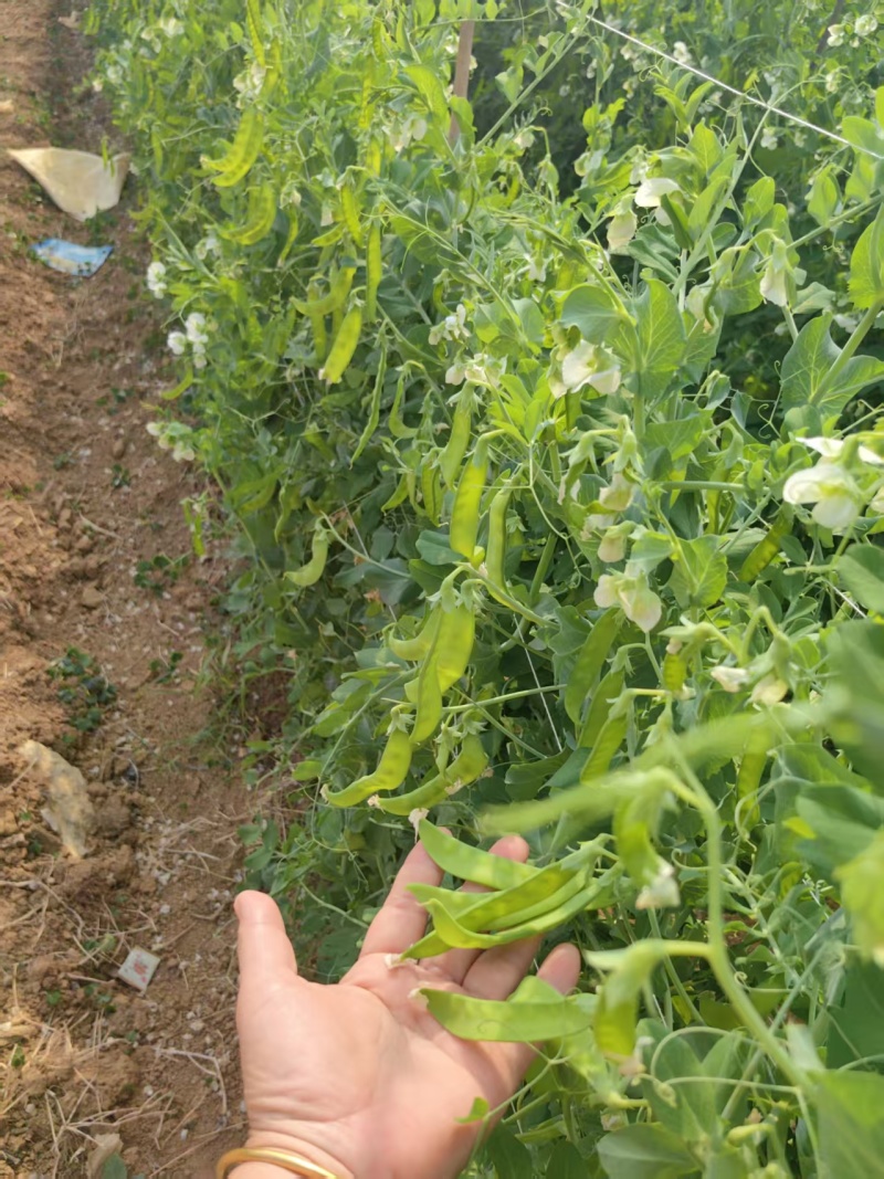 荷兰豆大量有货基地直供品质优现摘现发可视频看货热卖中