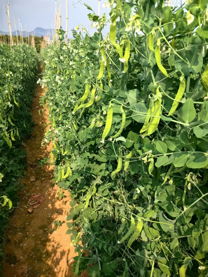 荷兰豆大量有货基地直供品质优现摘现发可视频看货热卖中