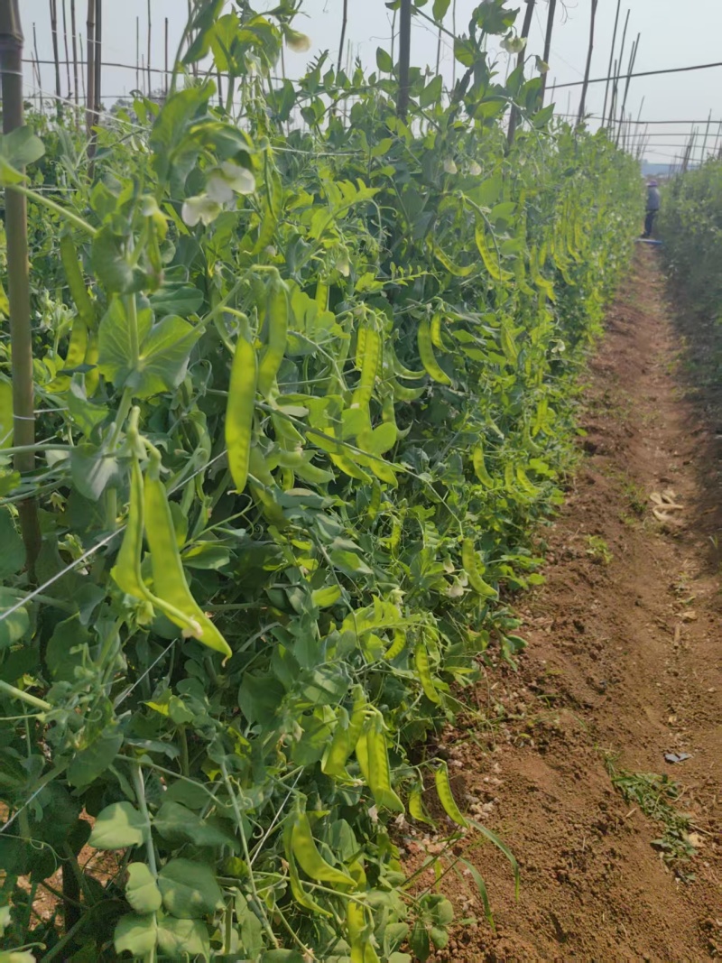 荷兰豆大量有货基地直供品质优现摘现发可视频看货热卖中
