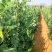荷兰豆大量有货基地直供品质优现摘现发可视频看货热卖中