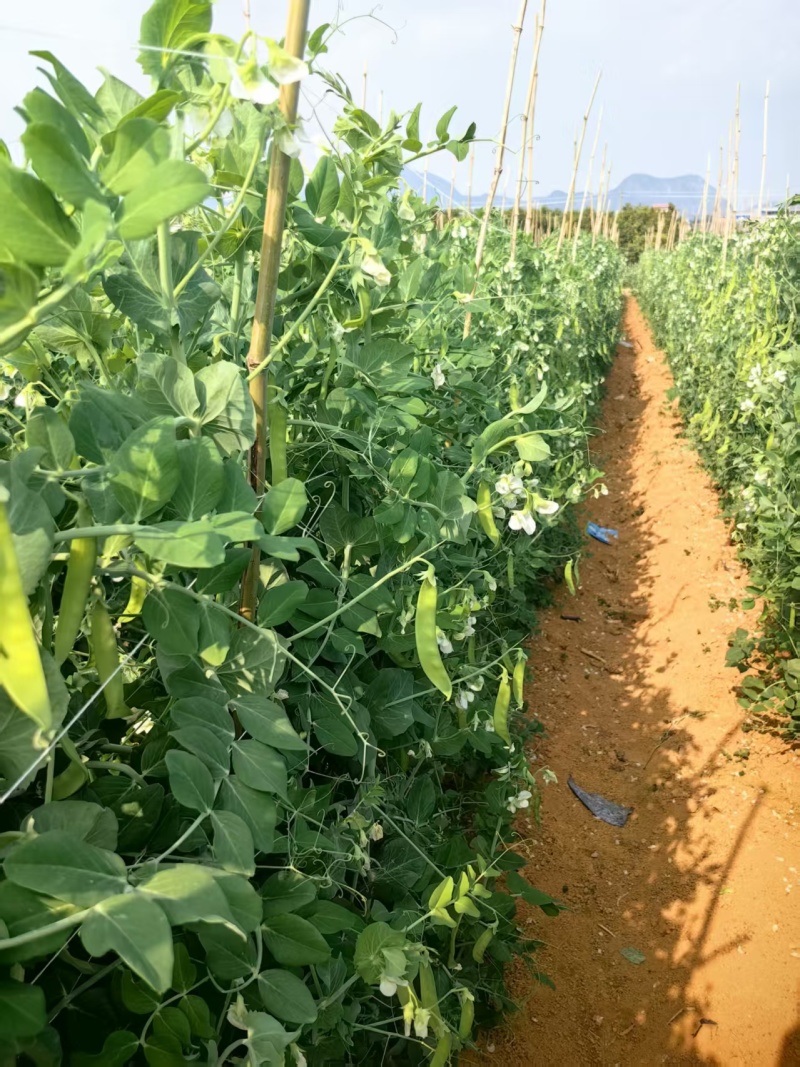 荷兰豆大量有货基地直供品质优现摘现发可视频看货热卖中