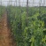 荷兰豆大量有货基地直供品质优现摘现发可视频看货热卖中