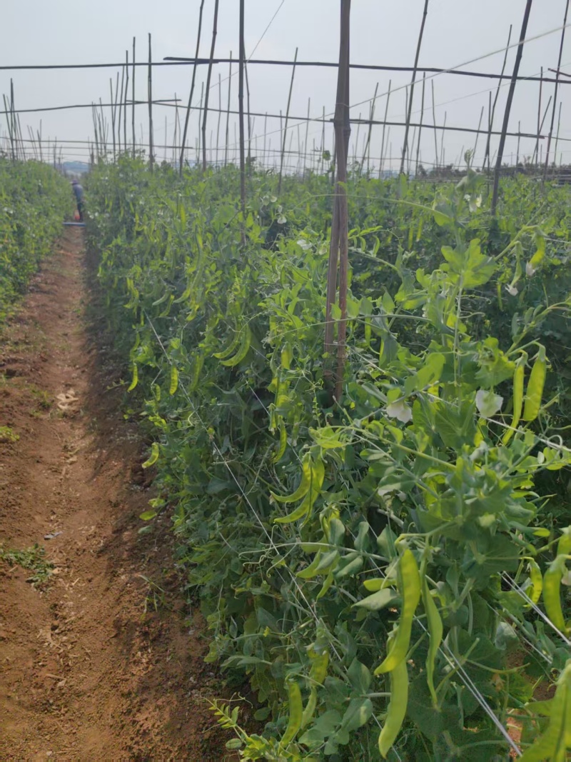 荷兰豆大量有货基地直供品质优现摘现发可视频看货热卖中