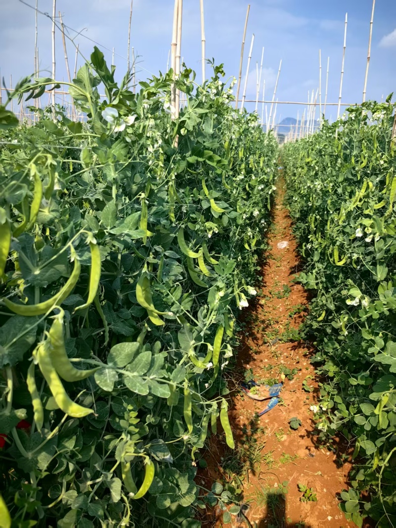 荷兰豆大量有货基地直供品质优现摘现发可视频看货热卖中