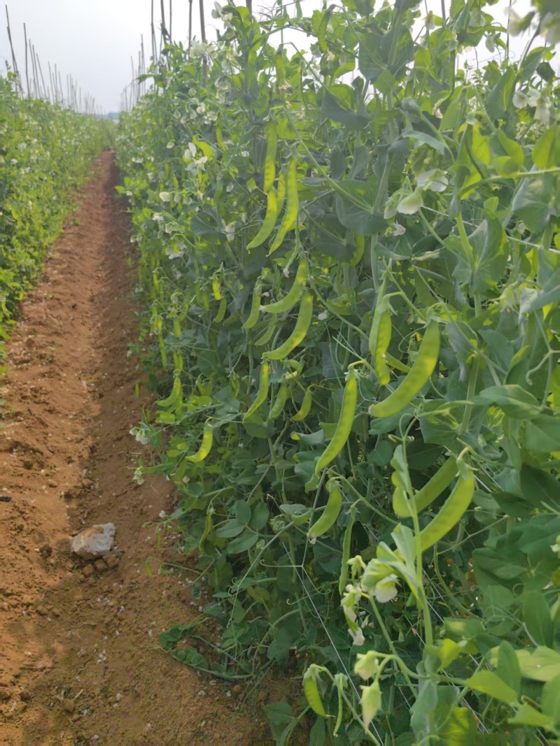 荷兰豆大量有货基地直供品质优现摘现发可视频看货热卖中
