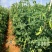 荷兰豆大量有货基地直供品质优现摘现发可视频看货热卖中