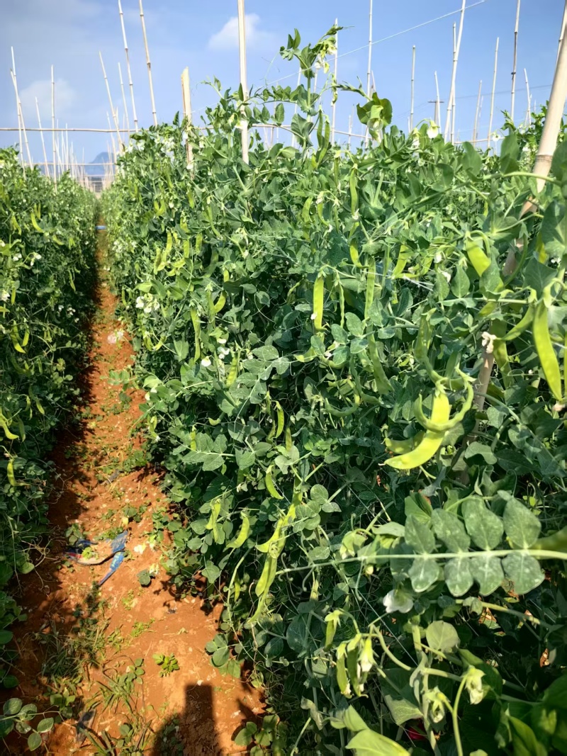 荷兰豆大量有货基地直供品质优现摘现发可视频看货热卖中