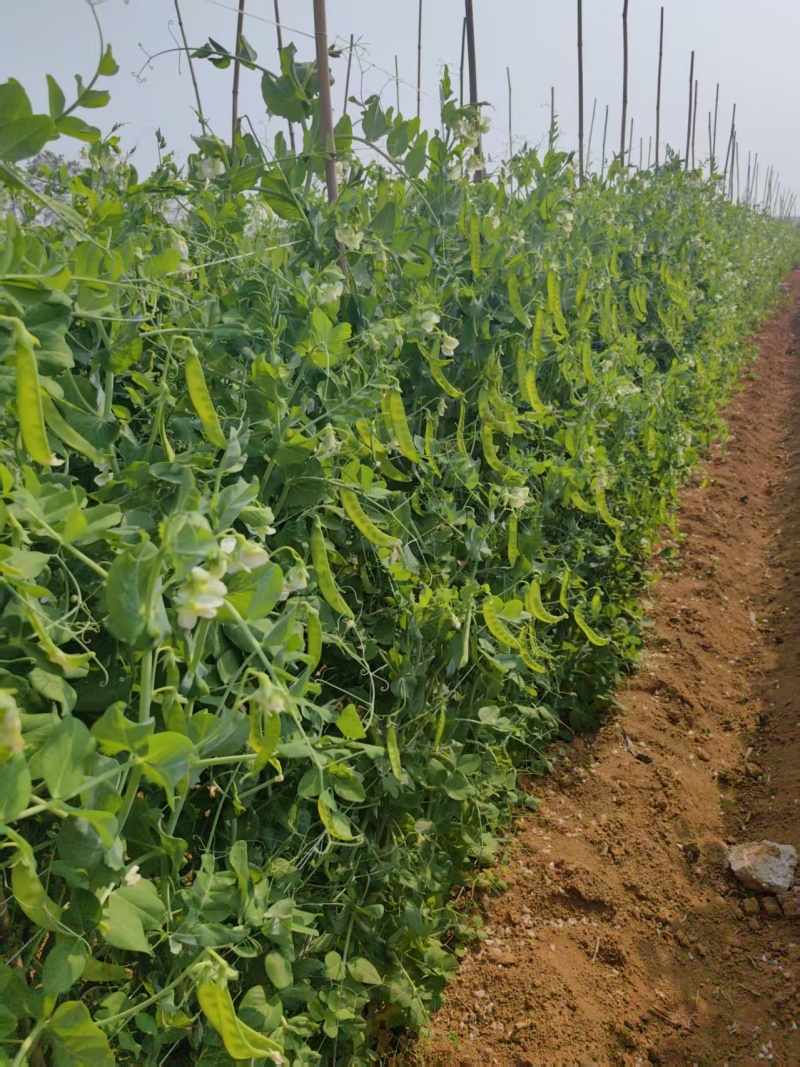 荷兰豆大量有货基地直供品质优现摘现发可视频看货热卖中