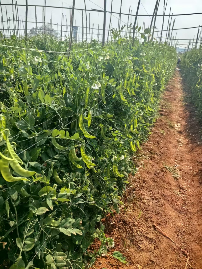 荷兰豆大量有货基地直供品质优现摘现发可视频看货热卖中