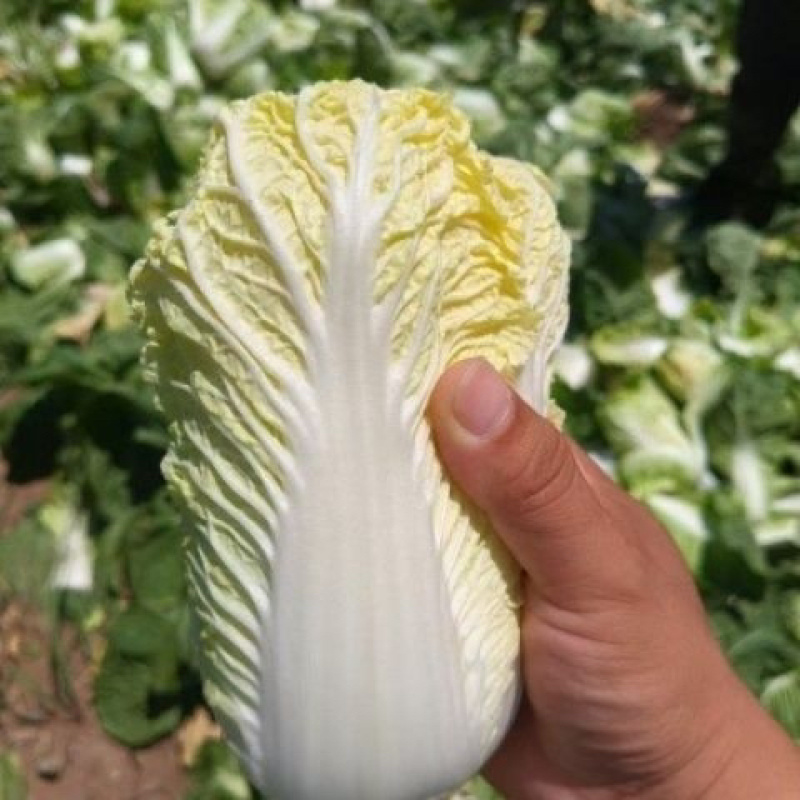 优选小娃娃菜人工分拣保证质量供货量大全国对接市场