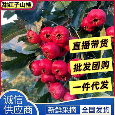 精品甜红子山楂支持一件代发电商团购落地配