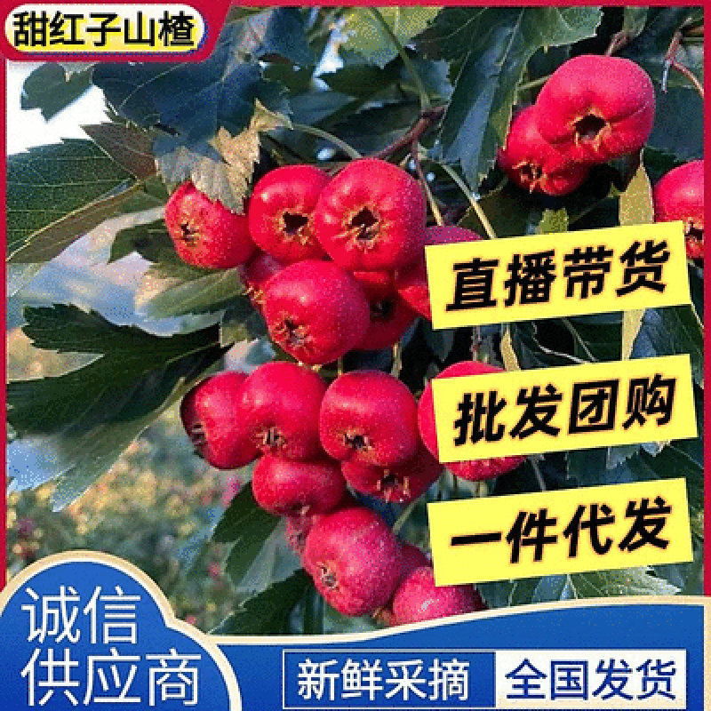 精品甜红子山楂支持一件代发电商团购落地配