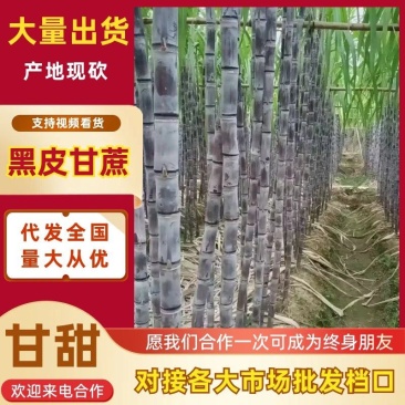 【实力商家】广东黑皮甘蔗皮薄多汁现砍现发基地批发量大直
