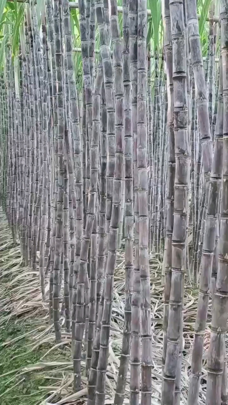 【实力商家】广东黑皮甘蔗皮薄多汁现砍现发基地批发量大直