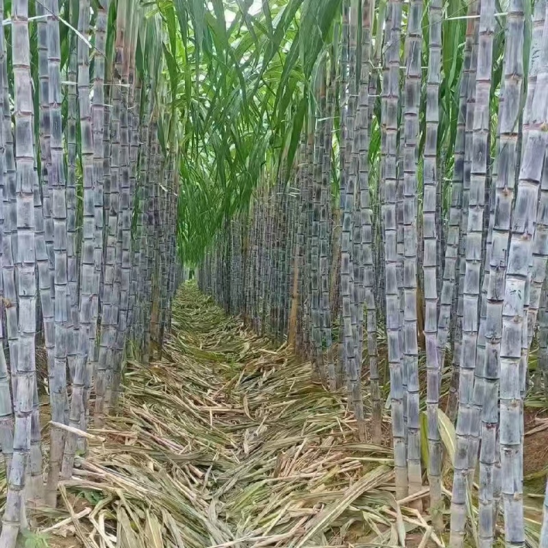 【实力商家】广东黑皮甘蔗皮薄多汁现砍现发基地批发量大直