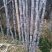 【实力商家】广东黑皮甘蔗皮薄多汁现砍现发基地批发量大直