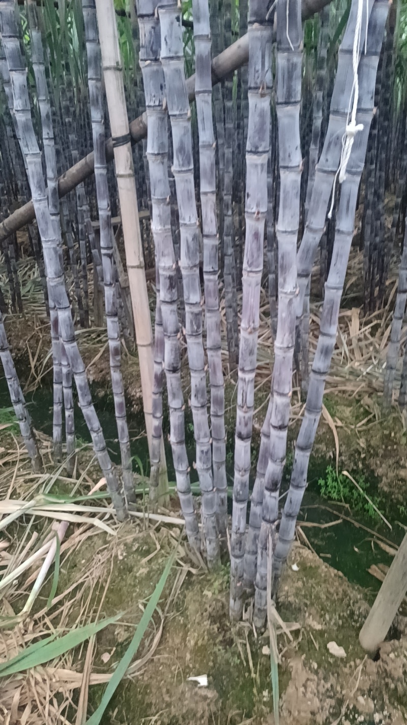 【实力商家】广东黑皮甘蔗皮薄多汁现砍现发基地批发量大直