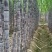 【实力商家】广东黑皮甘蔗皮薄多汁现砍现发基地批发量大直