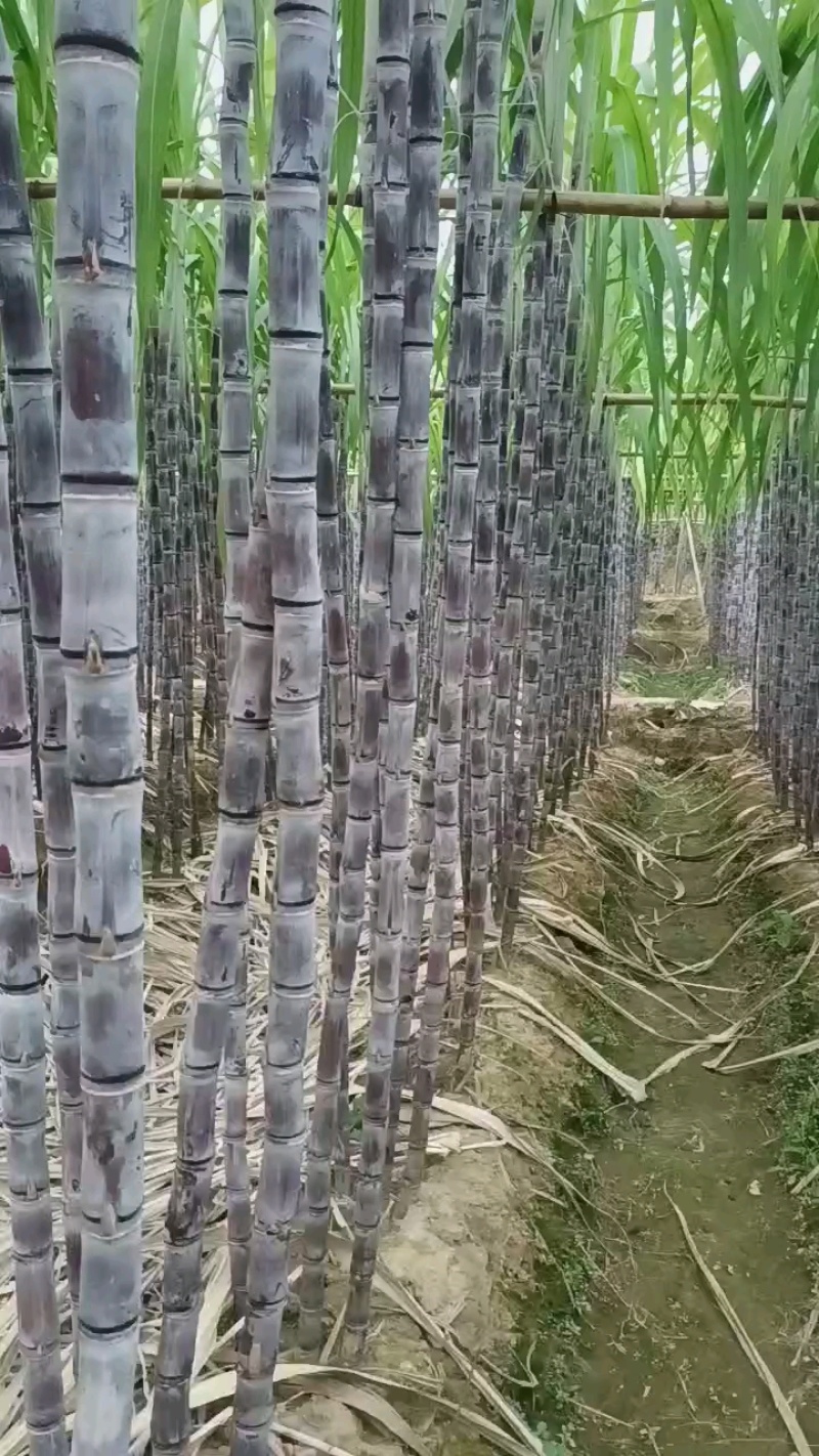 【实力商家】广东黑皮甘蔗皮薄多汁现砍现发基地批发量大直