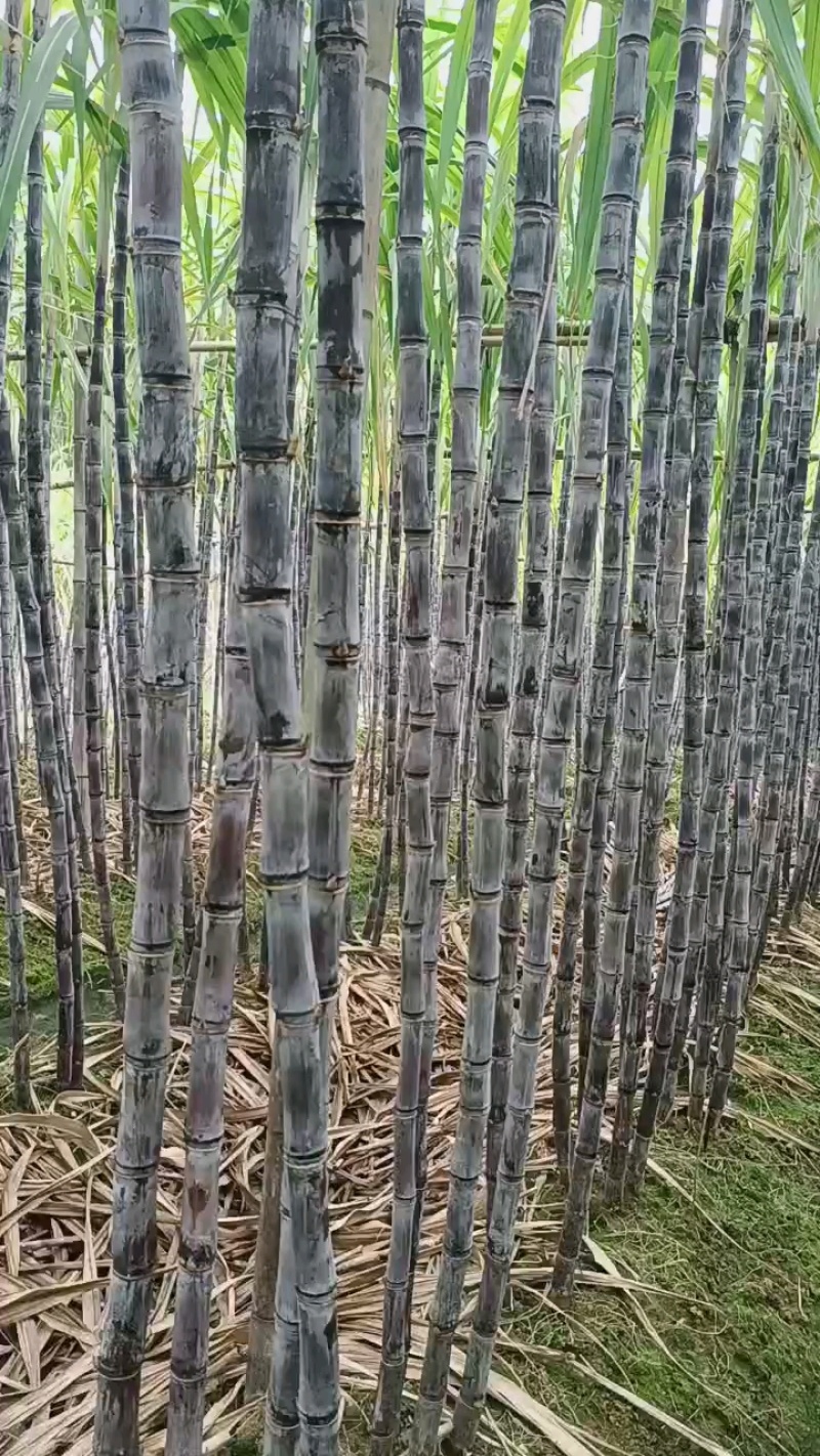 【实力商家】广东黑皮甘蔗皮薄多汁现砍现发基地批发量大直