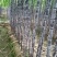 【实力商家】广东黑皮甘蔗皮薄多汁现砍现发基地批发量大直