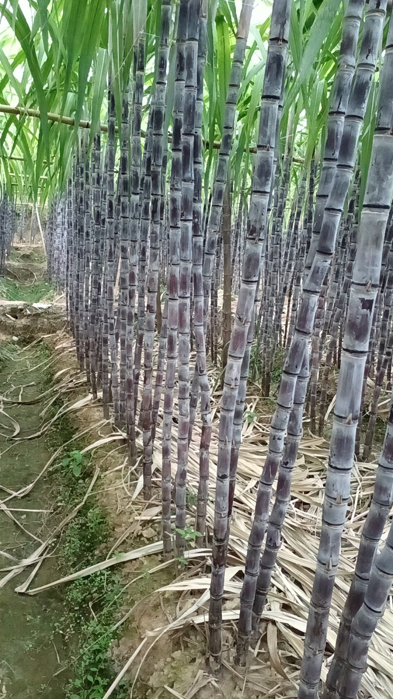 【实力商家】广东黑皮甘蔗皮薄多汁现砍现发基地批发量大直