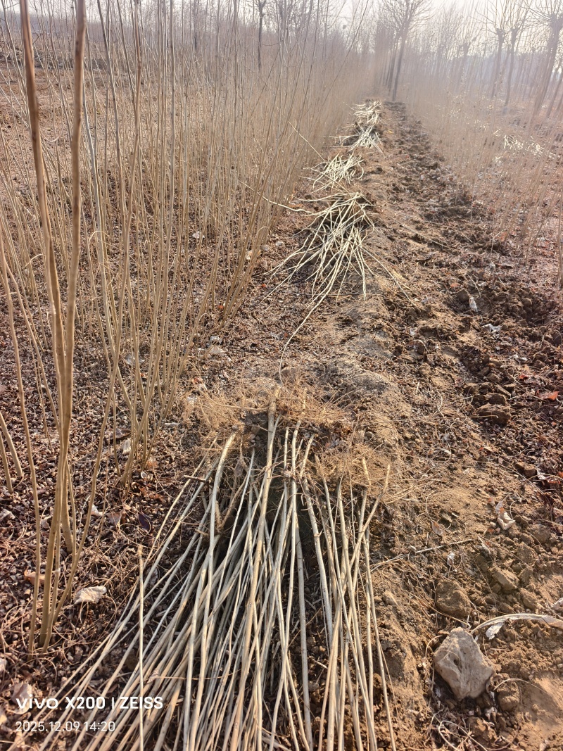 紫穗槐质量有保证长势旺盛品种纯正成活率高基地直供来电洽谈
