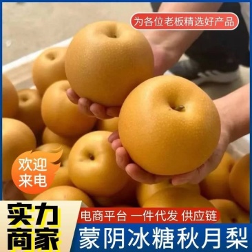 【秋月梨】精选山东梨5斤装包邮电商一件代发团购