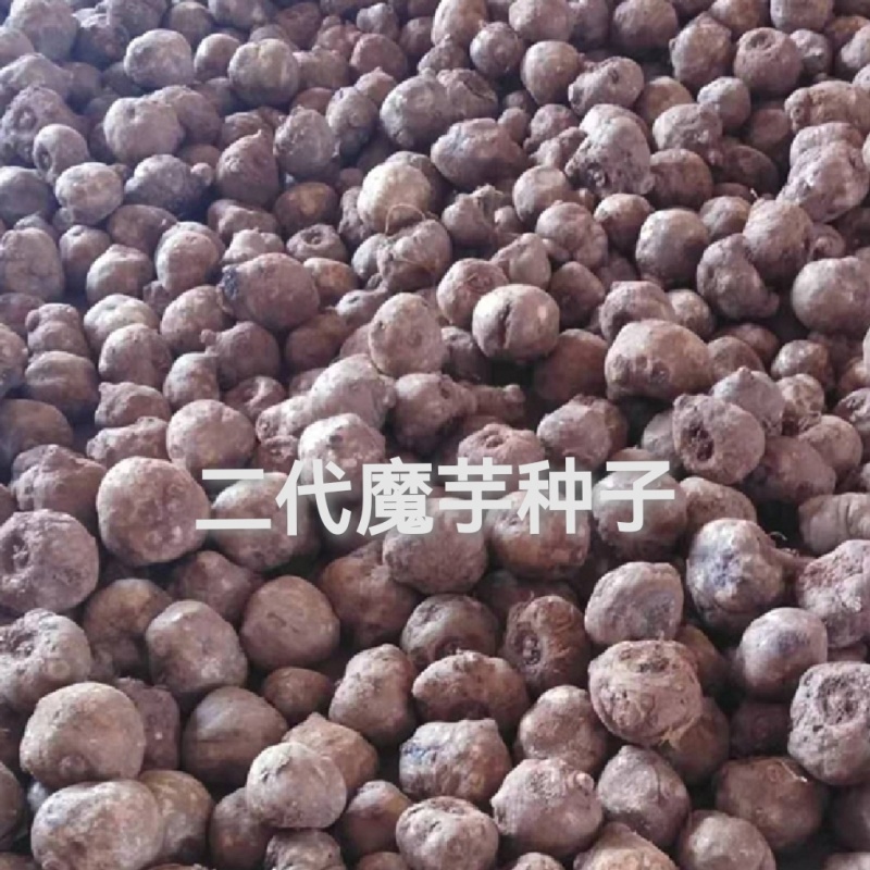 鄂魔一号魔芋种子