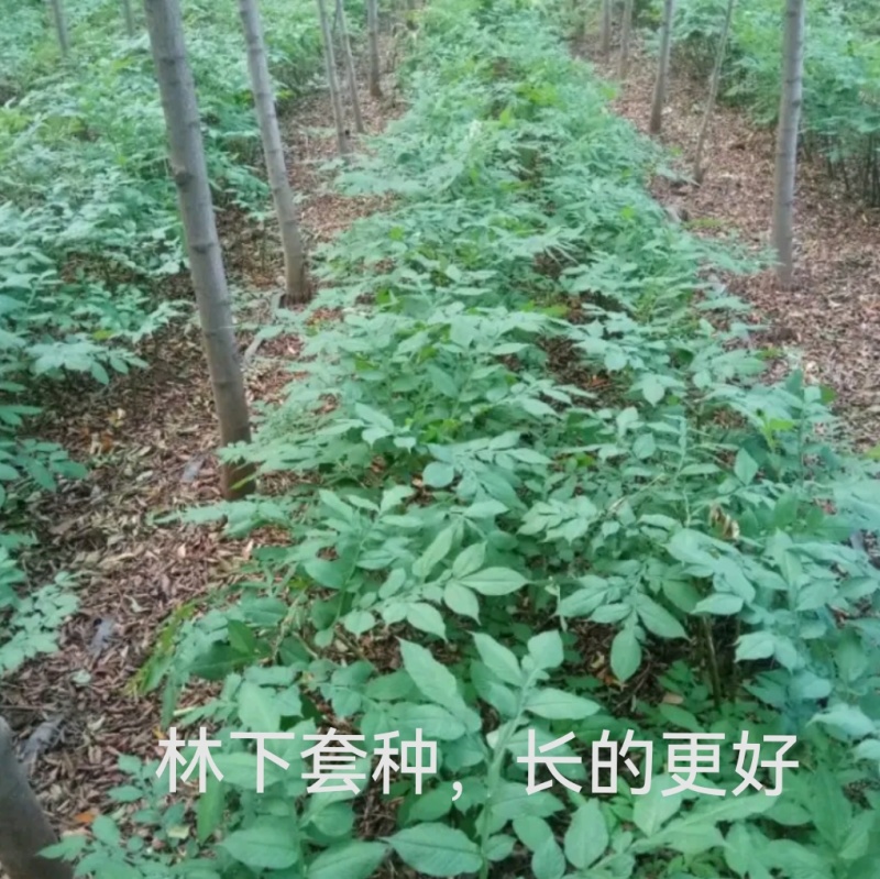 鄂魔一号魔芋种子
