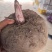 鄂魔一号魔芋种子