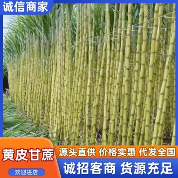 【实力商家】广东黄皮甘蔗皮薄多汁现砍现发基地批发量大直供