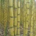 【实力商家】广东黄皮甘蔗皮薄多汁现砍现发基地批发量大直供