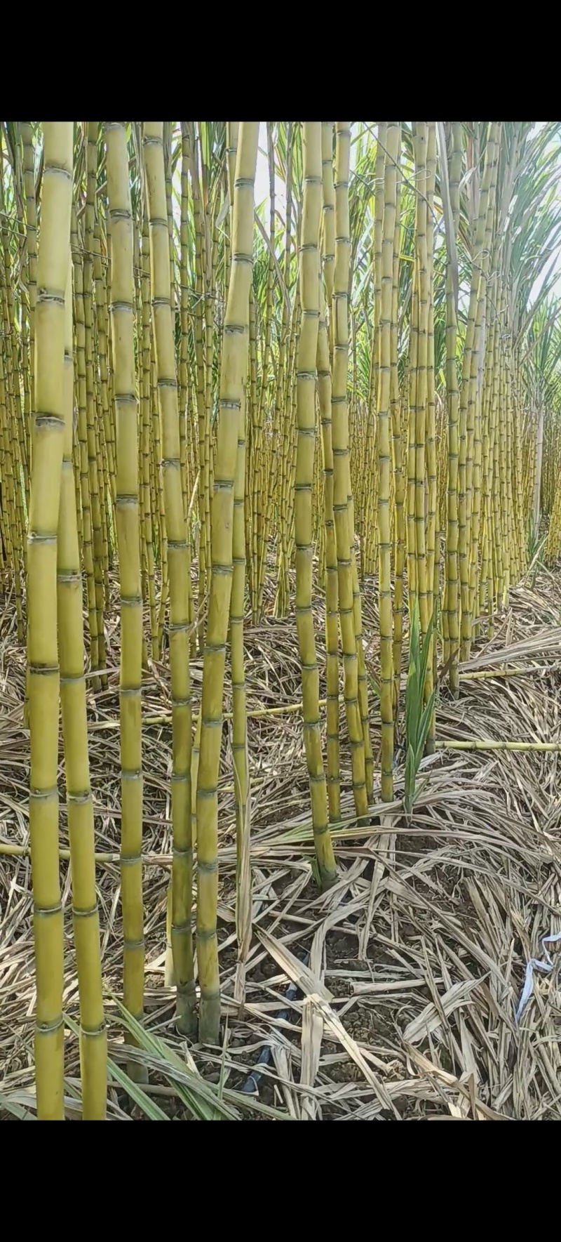 【实力商家】广东黄皮甘蔗皮薄多汁现砍现发基地批发量大直供