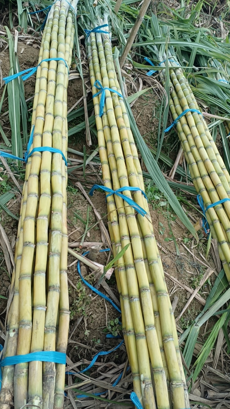 【实力商家】广东黄皮甘蔗皮薄多汁现砍现发基地批发量大直供