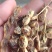 槐角饱满生虫少含量高