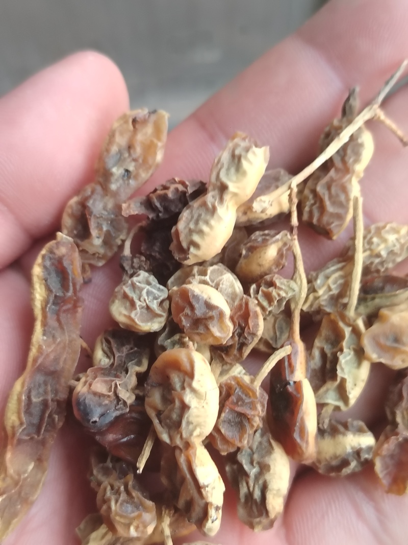 槐角饱满生虫少含量高
