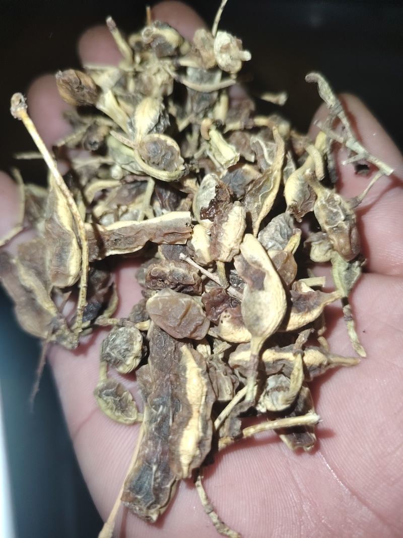 槐角饱满生虫少含量高