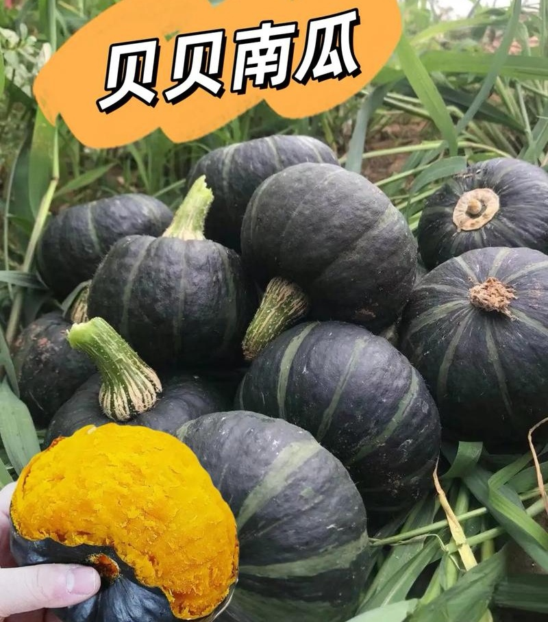 【推荐】贝贝南瓜一件代发品质优等对接电商团购供应链