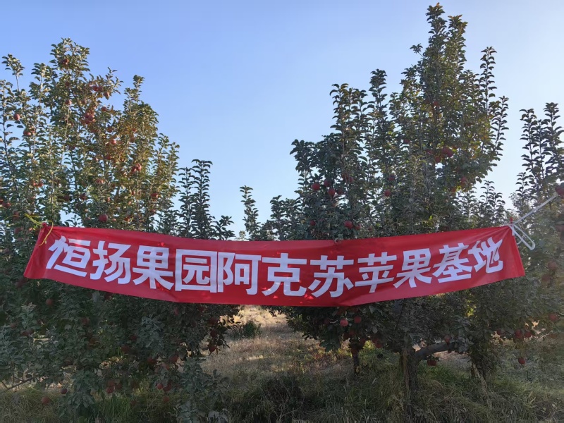 自有果园种植的新疆阿克苏苹果注册商标恒扬美