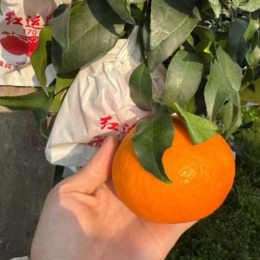 产地丹棱精品套袋爱媛38号果冻橙！大量上市中，货美价优！