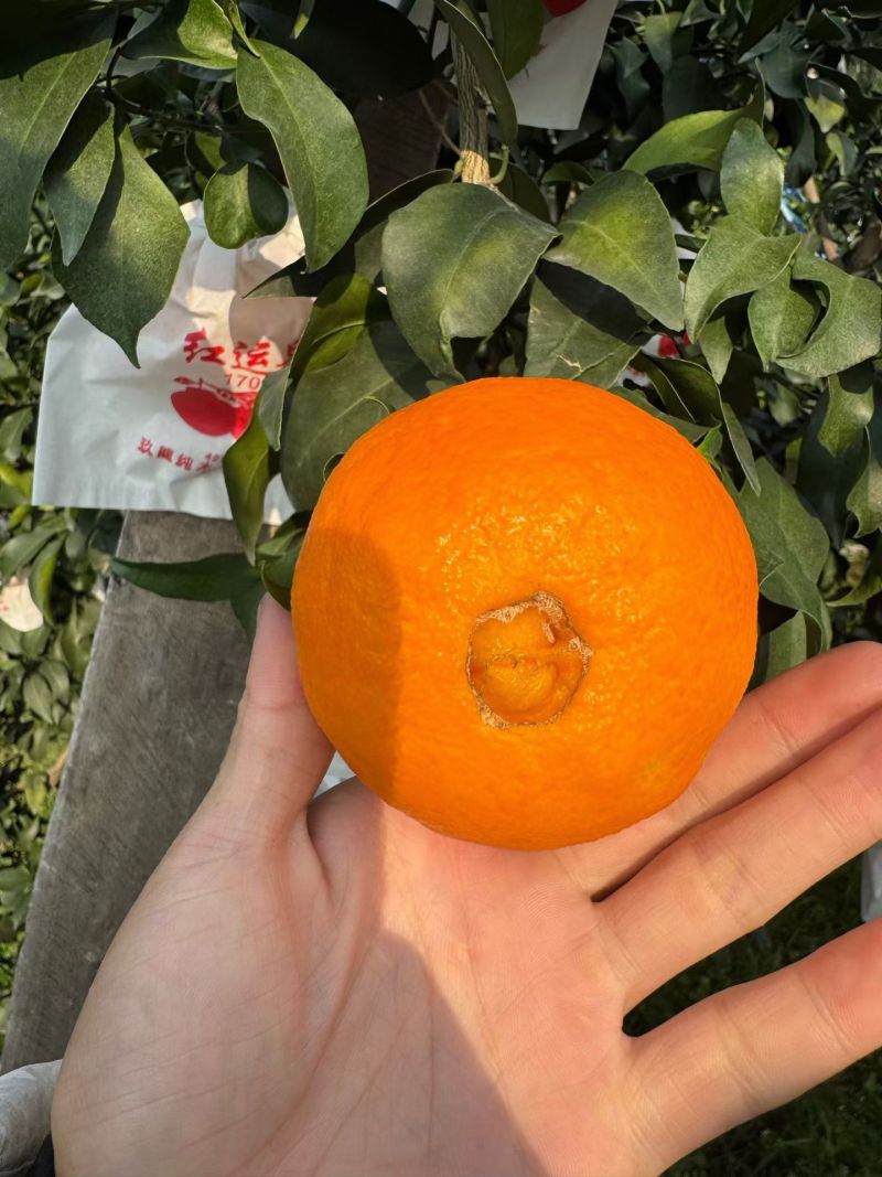 产地丹棱精品套袋爱媛38号果冻橙！大量上市中，货美价优！