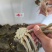 江苏高淳大闸蟹批发/产地直供/精品批发