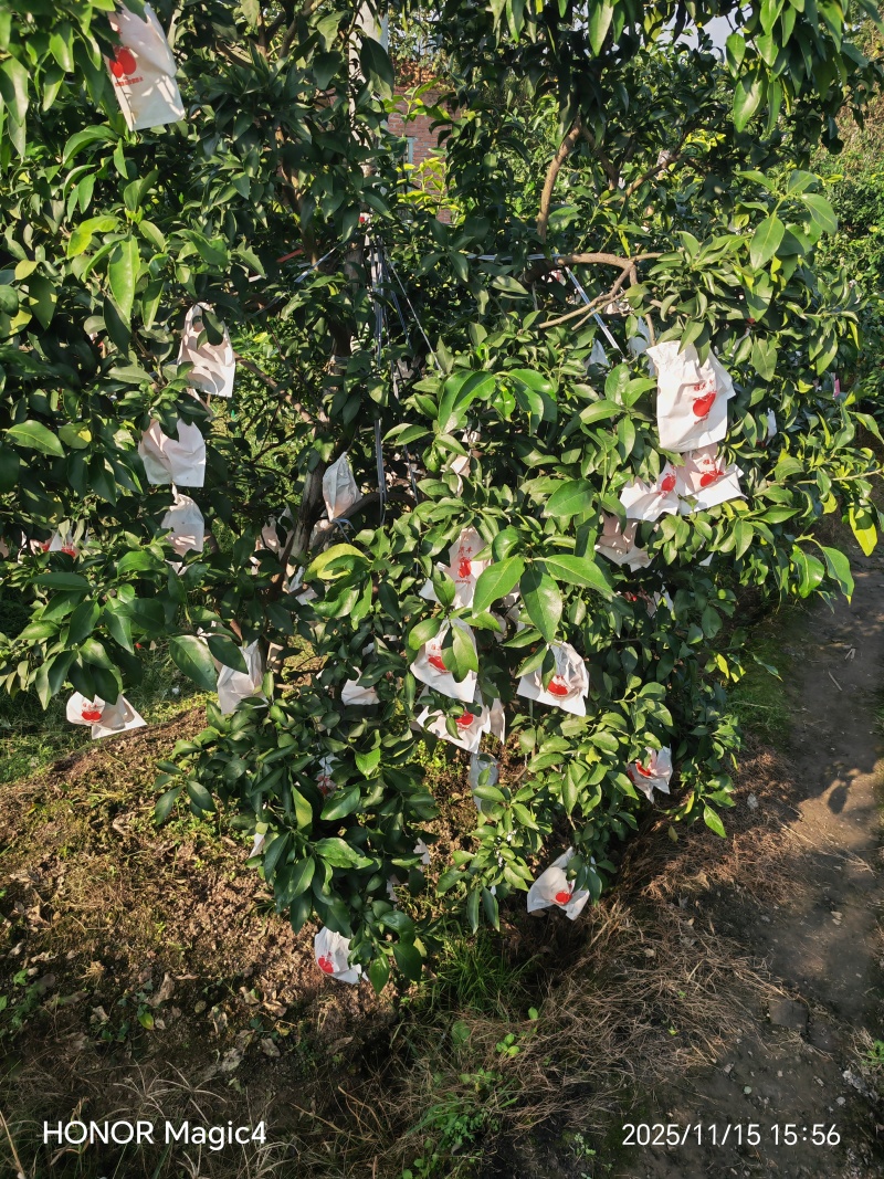 产地丹棱精品套袋爱媛38号果冻橙！大量上市中，货美价优！