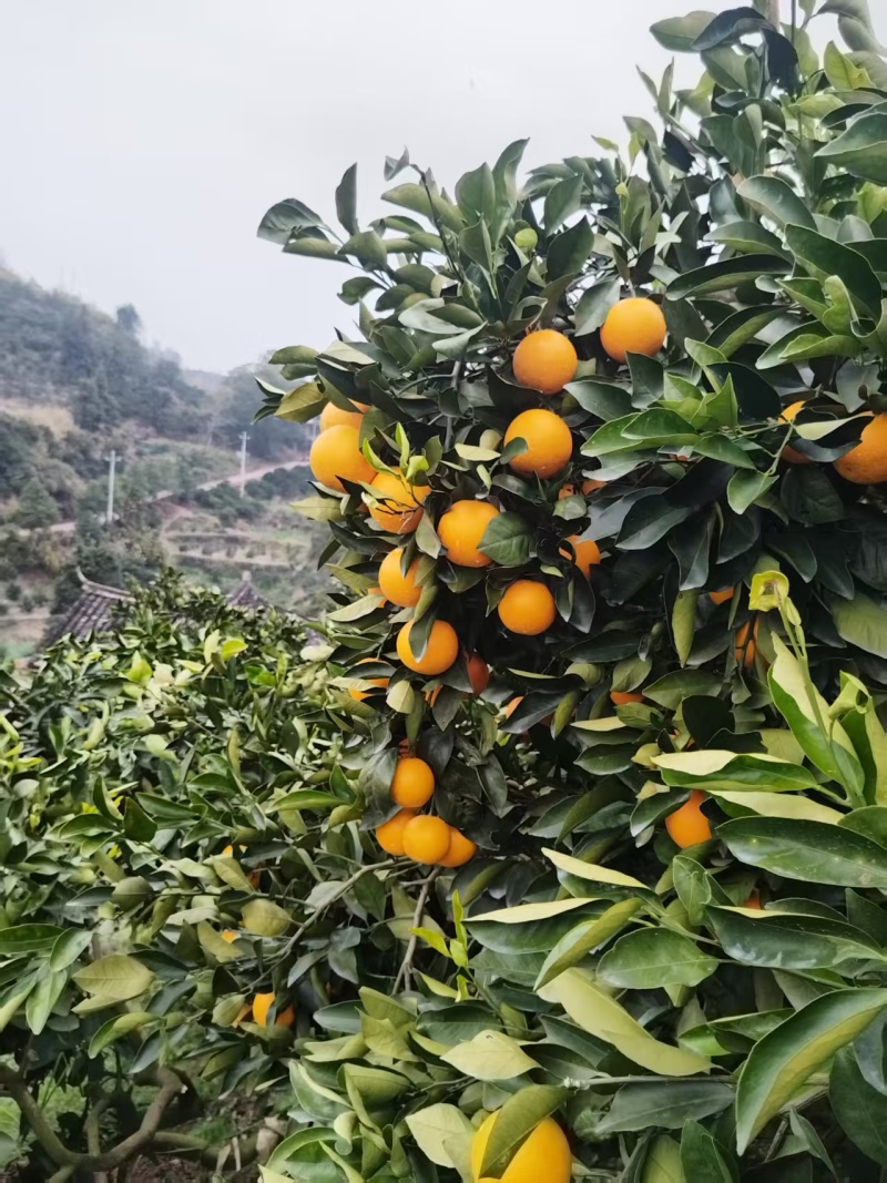 精品冰糖橙全国发货一手货源有需要的老板可以联系我