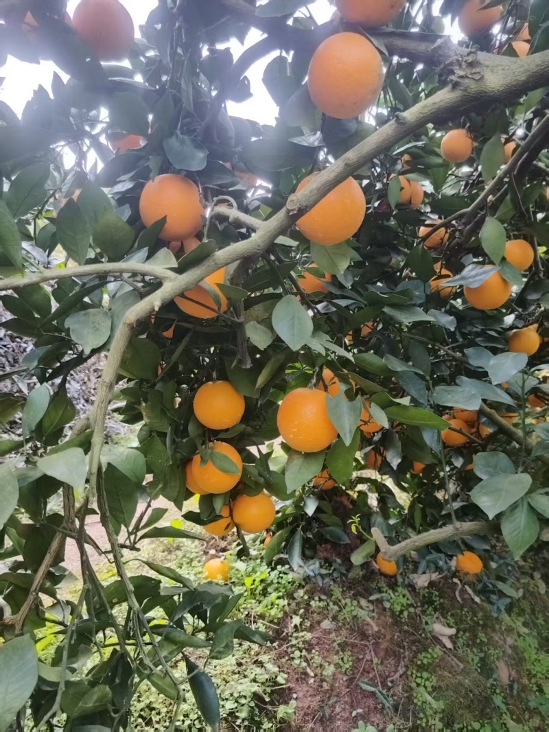 精品冰糖橙全国发货一手货源有需要的老板可以联系我