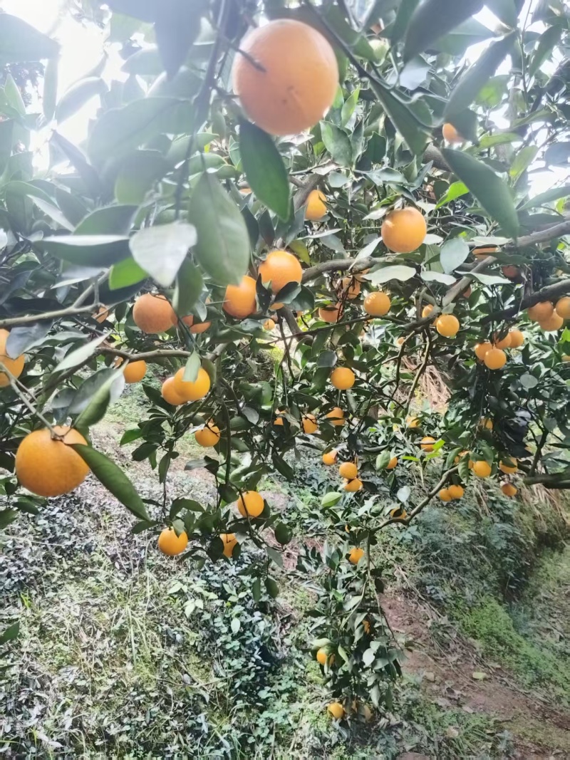 精品冰糖橙全国发货一手货源有需要的老板可以联系我