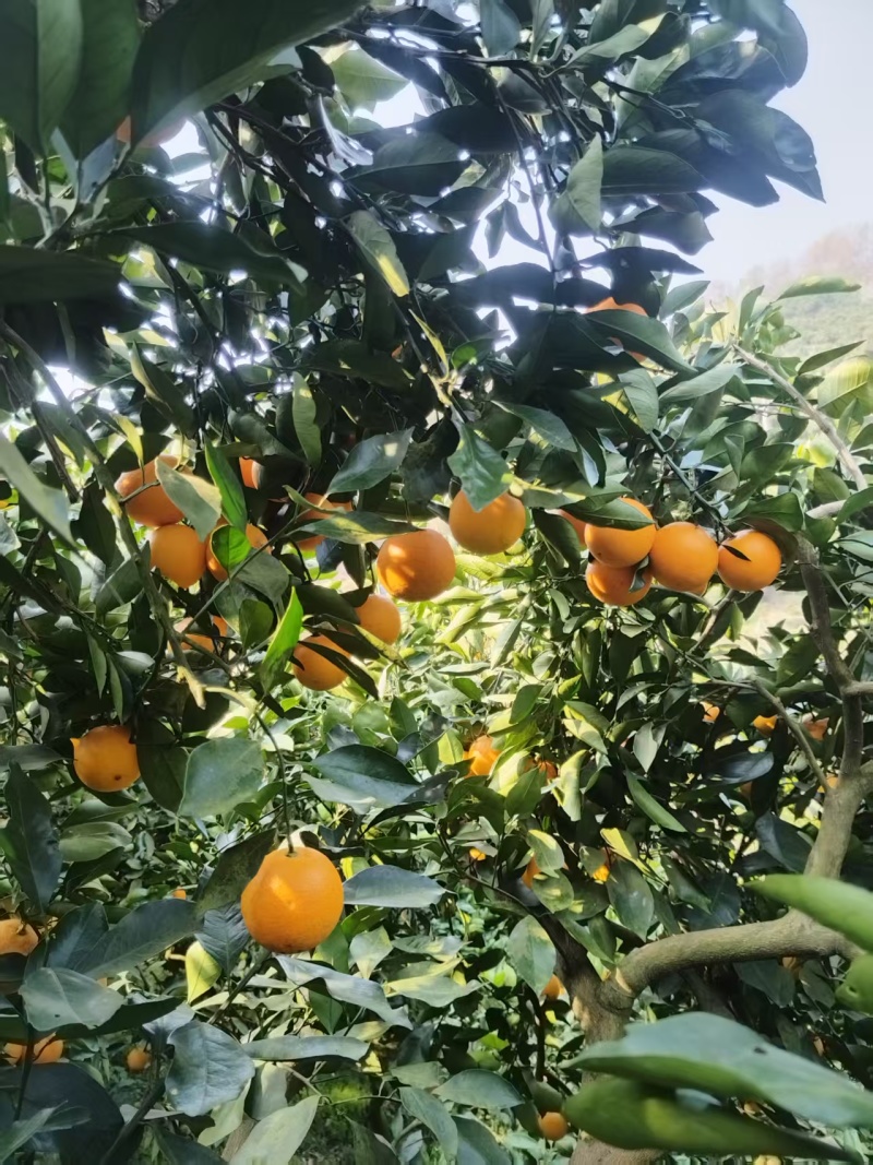 精品冰糖橙全国发货一手货源有需要的老板可以联系我