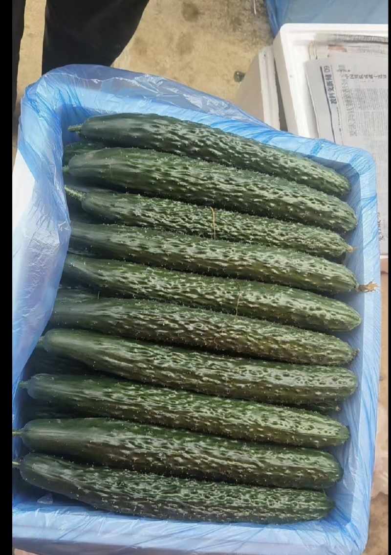 广东湛江黄瓜，产地直发供应各大市场，商超，工厂，物美价廉